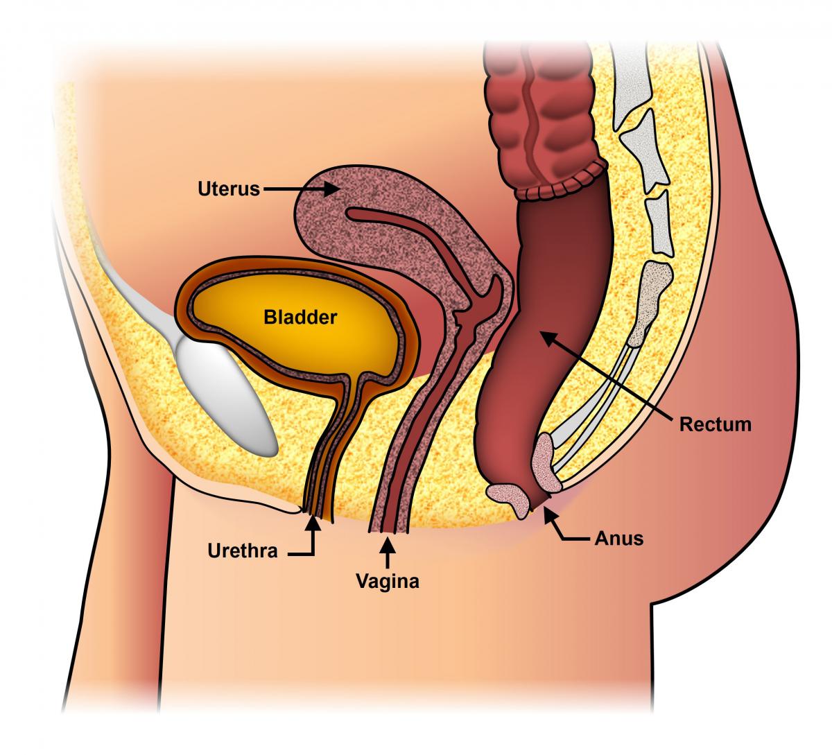 Rectal Prolapse Expanded Version